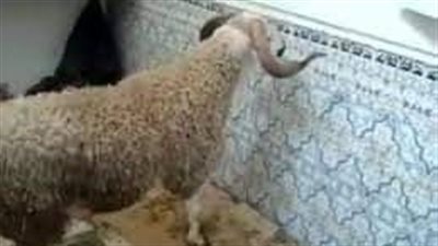 تقول الزوجه عندما ولدت طفلى ذهبت إلى بيت اهلى وقضيت هناك فتره الأربعين يوم