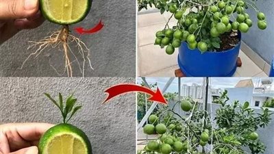 كيف تزرع الليمون فى كوب ويكون لك دائما بيت عطر
