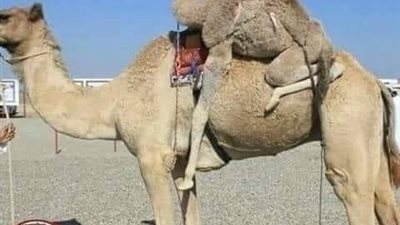 اشتري النبى صلى الله عليه وسلم جمل