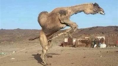 هذا قهر الجمل كامله 