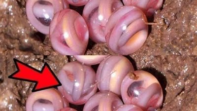 ما سر هذه المخلوقات الغريبه 