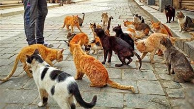 قصة المړيض والصالح