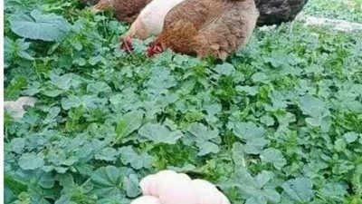 قصه الرجل والدجاجه
