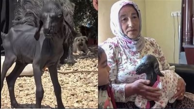 العنزه المعجزه