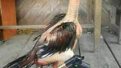 التلميذ والطالب