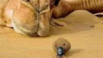 قصه كامله 