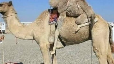 القعود(الجمل)